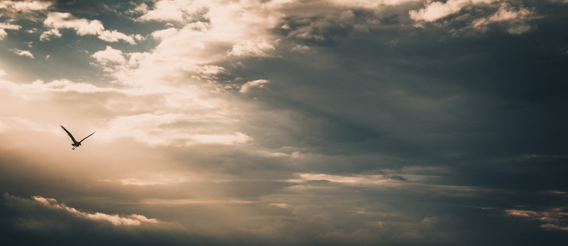 amazing, outdoors, cloud - sky, animals in the wild, silhouette, animal wildlife, vertebrate, 4K, sky, wing, sunshine, scenics - nature, blue, travel