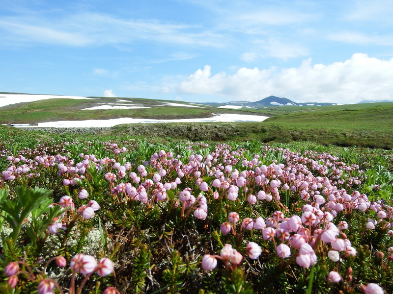 1080P, growth, mountain plateau, flowers, snow, environment, river, no people, flowering plant, landscape, freshness, field, mountains, travelling, scenics - nature