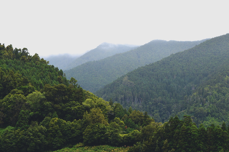 no people, green, beauty in nature, pure, foggy, hight, tree, mountain range, trees, environment, cold, explore more, green color, explore, foliage, forest