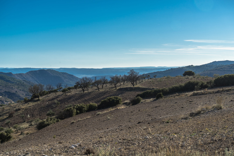 sun, outdoors, copy space, 5K, clouds, idyllic, tranquil scene, horizon, nature, olive trees, beauty in nature, arid, tree, plant, view, sierra, mount