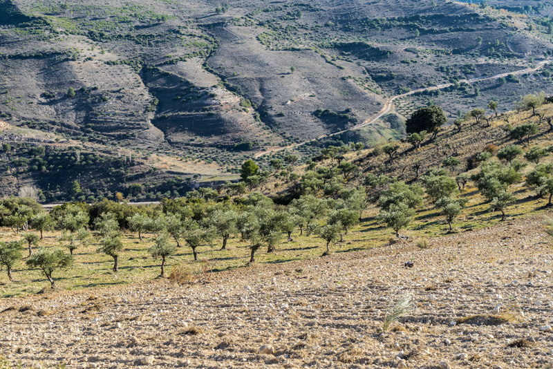 tree, no people, forest, mount, day, movement, desert, mountain, remote, plateau, landscape, beauty in nature, orography, tranquil scene, viewpoint, geology