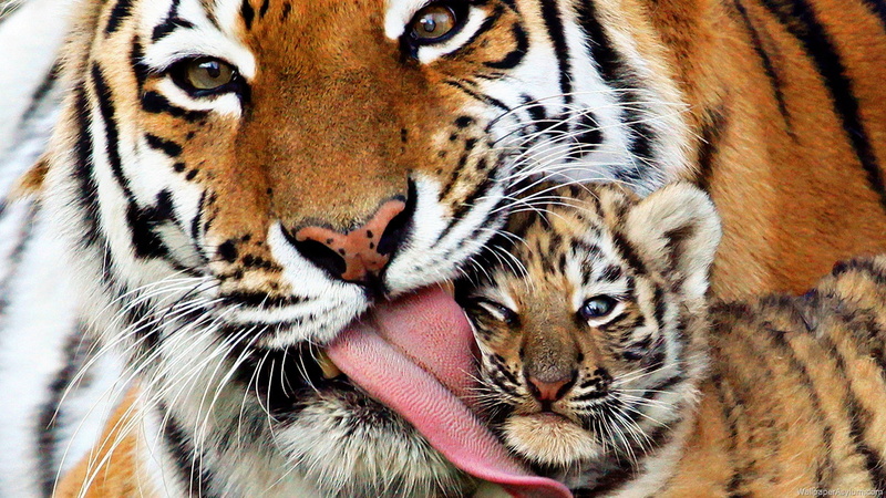 baby animal, fur, 1080P, animal, tiger, baby, animals, photography