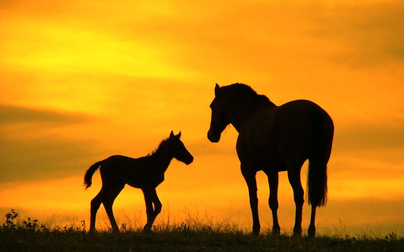 baby, horse, 1080P, sunset, grass, baby horse, animals, photography