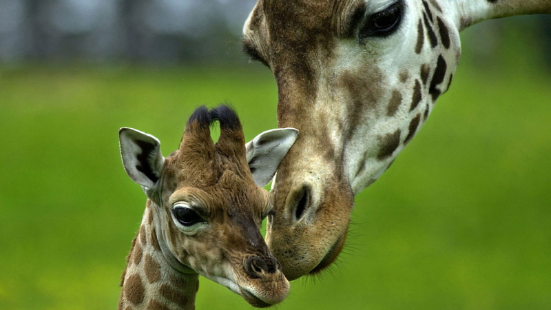 photography, 1080P, giraffe, field, baby, baby animals, depth, depth of field, long neck, long, animals, neck