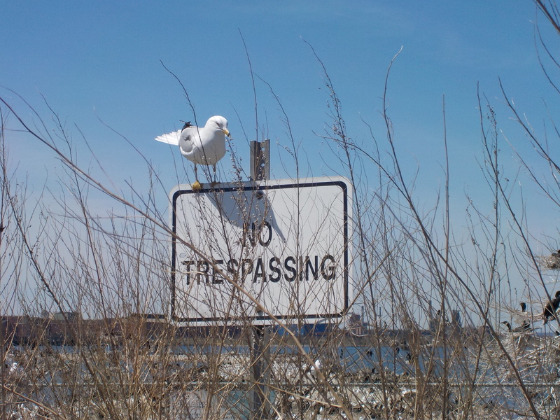 water, Seagull, 4K, day, outdoors, nature, Sign, restricted, no access, animals in the wild, animal, no people, sky, sunlight, one animal, plant, communication