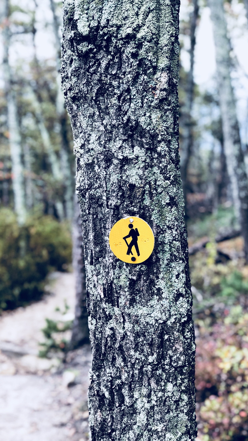 warning, outdoors, textured, land, yellow, direction, day, growth, plant, signage, sign, tree trunk, bark, nature, 4K, symbol, no people, tree, communication