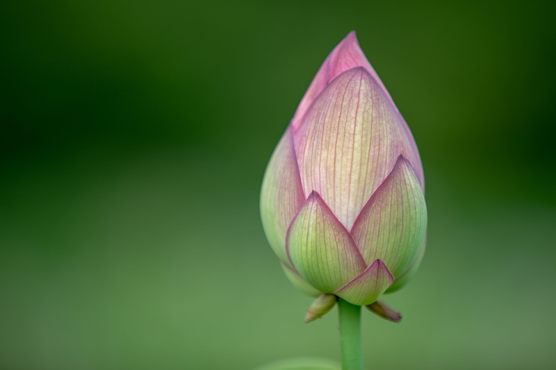 flower, flowering plant, water lily, lily, bud, green color, fragility, purple, japan, 1018 okamoto, tulip, plant, flower head, growth, inflorescence, lotus water lily