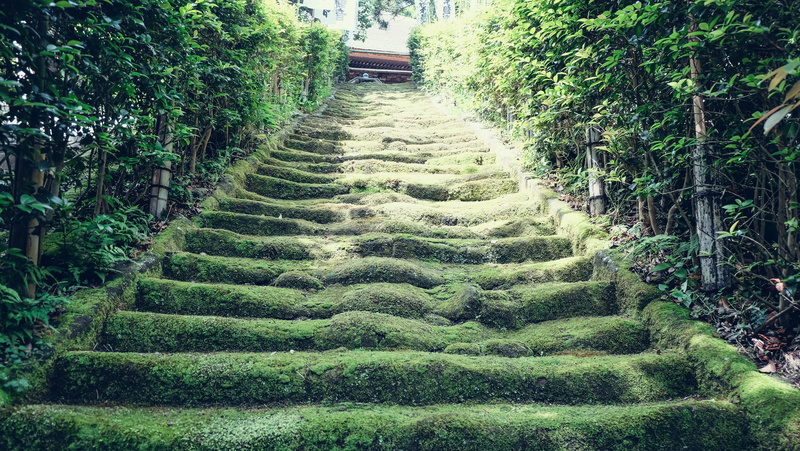 direction, nature, day, high angle view, scenics - nature, no people, hedge, architecture, forest, 4K, plant, japan, beauty in nature, outdoors, tree