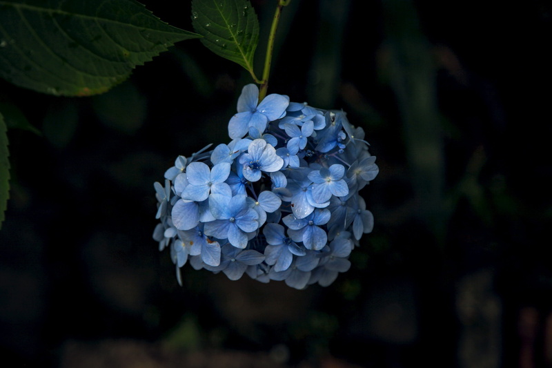 nature, fragility, outdoors, 4K, Hydrangea, growth, flowering plant, leaf, beauty in nature, flower, freshness, blue, Flowers, vulnerability, close-up