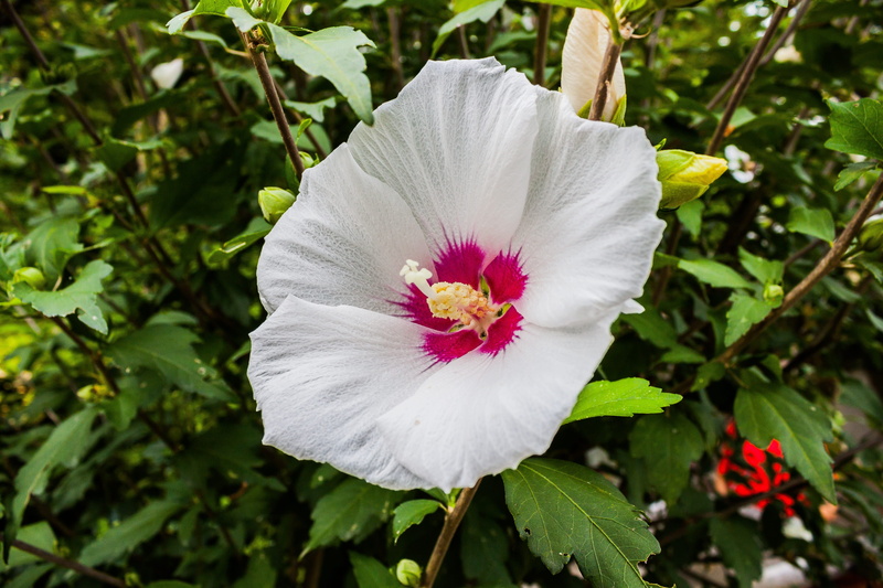 beautiful flower, flowering plant, stamen, plant, white color, outdoors, pollen, white flower, hibiscus, nature, bloom, no people, growth, vulnerability