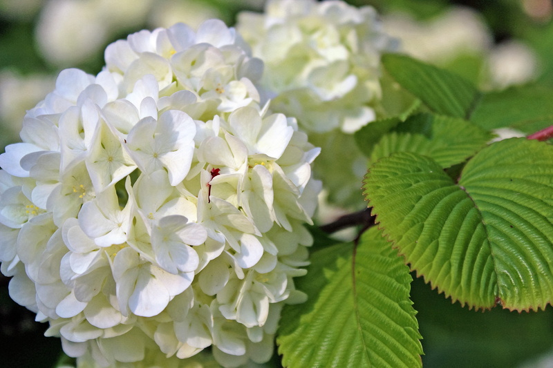 flowering plant, flowers, flower, beauty in nature, fragility, it is, vulnerability, leaf, white, growth, kamakura, petal, bunch of flowers, white color