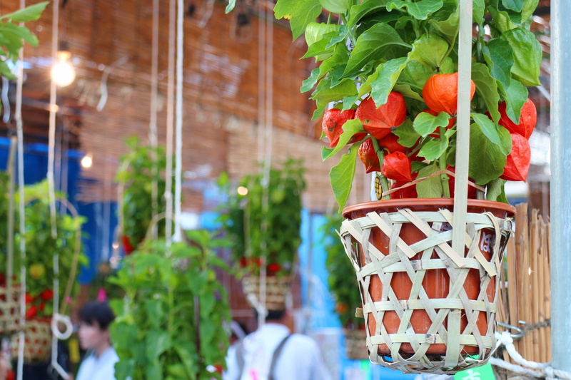 plant, 2K, a, healthy eating, plant part, leaf, japan, food and drink, freshness, a city, decoration, food, k, business, summer, growth, focus on foreground