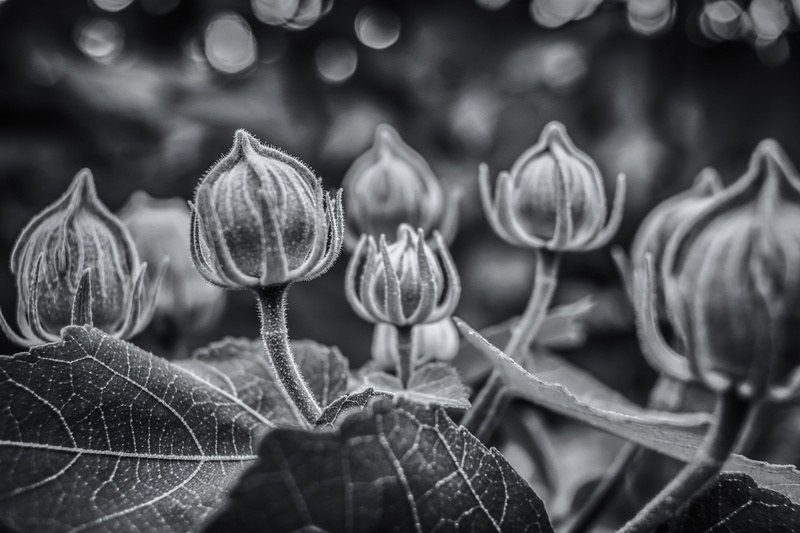 Art, nature, canon, photography, 5K, Thailand, monochrome, strong, grayscale, travel, flower  garden, blackandwhite, Flower Power, plant, flowers
