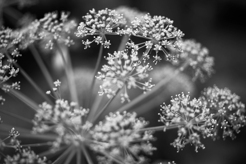 Cluster, dandelion, bunch, depth, micro, 5K, f2.8, clusters, plant, DoF, blackandwhite, macro, D610, nikkor, flower  heads, buds