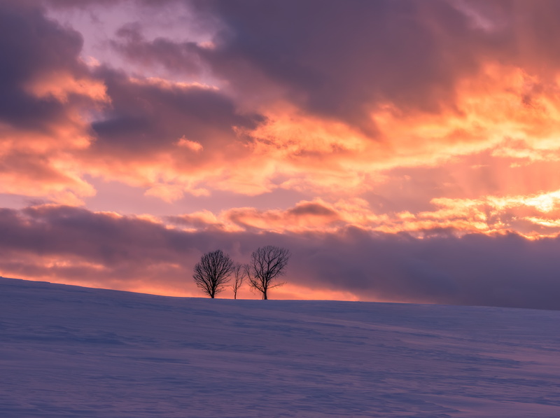 Sun and Sky, no people, tree, outdoors, plant, environment, land, sky, sunset, tranquil scene, tranquility, snow, Japan, beauty in nature, growing, Nature