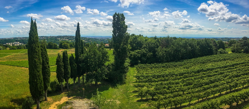 lyon, plant, vine, outdoors, green color, no people, countryside, land, onlylyon, 5K, tranquility, gier, beaunant, landscape, chaponost, campagne, tranquil scene