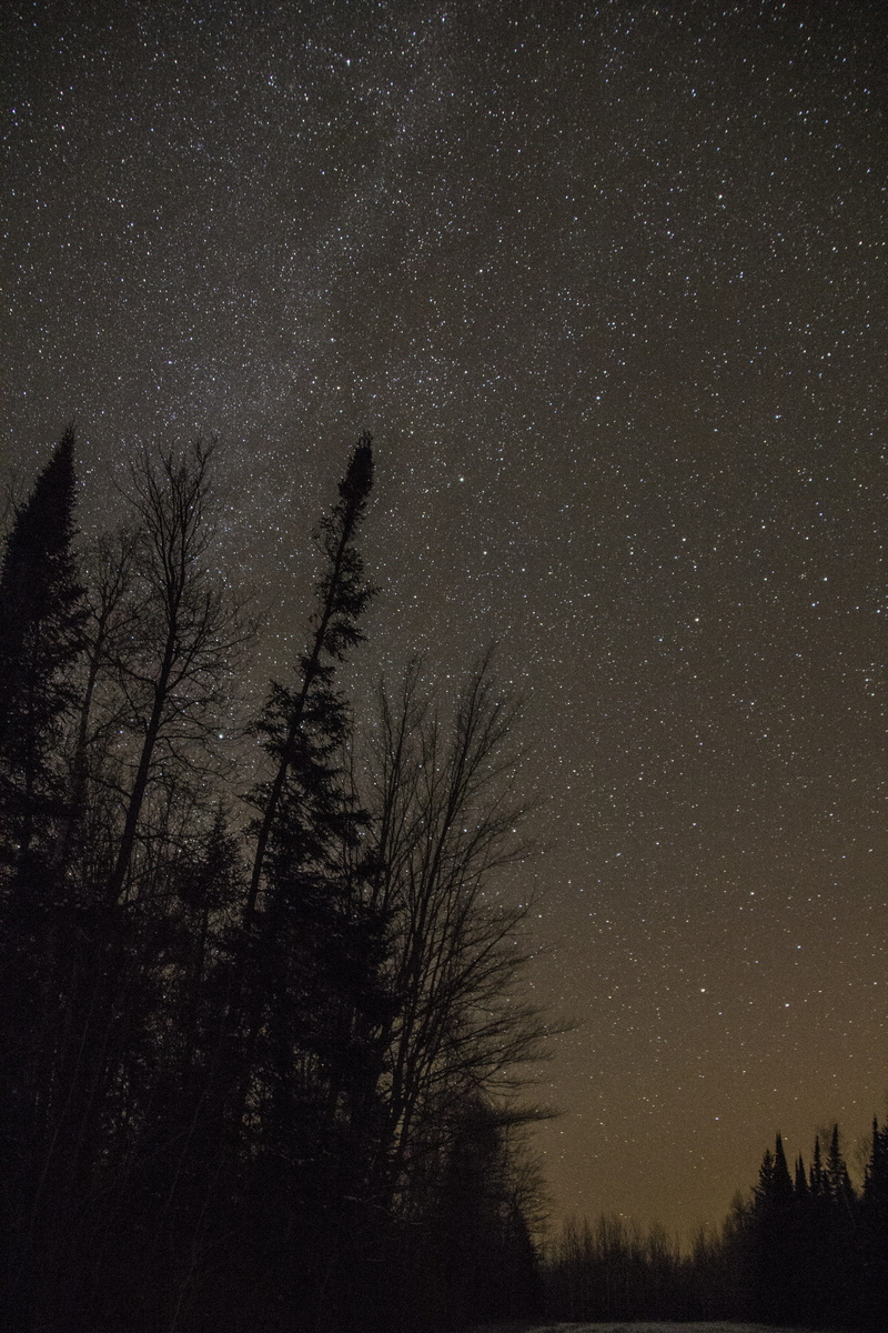 tranquil scene, epiphany, no people, space and astronomy, tree, star Field, silhouette, forest, space, star, galaxy, constellation, bare tree, Trees, Stars