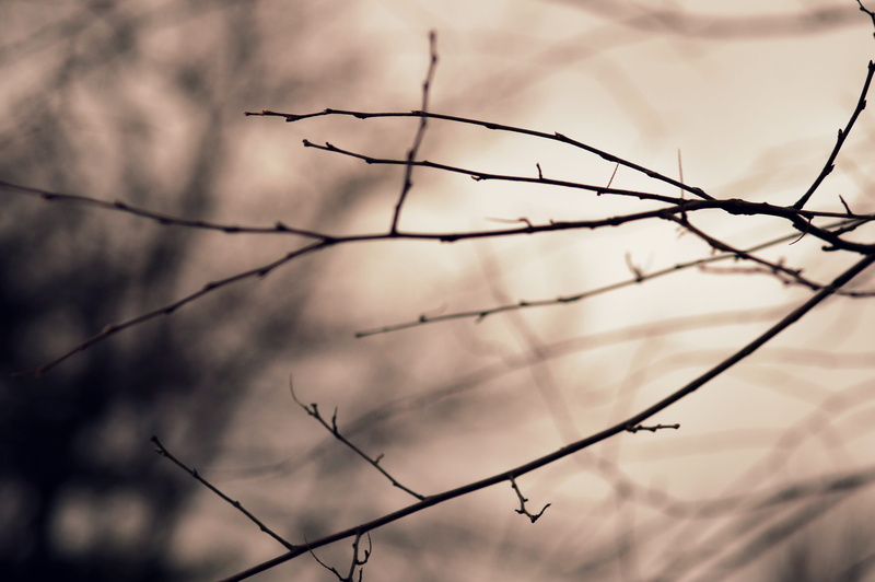 tree, tranquility, photography, sky, cloud - sky, dead plant, close-up, forest, twig, branchlet, focus on foreground, nature, day, bare tree, beauty in nature