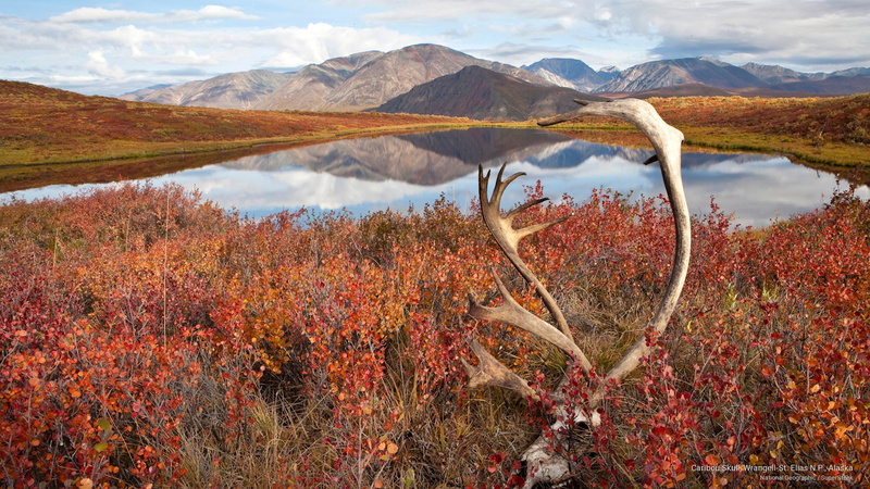 wrangell, 2K, skull, elias, caribou, st, n, National Parks, p, alaska