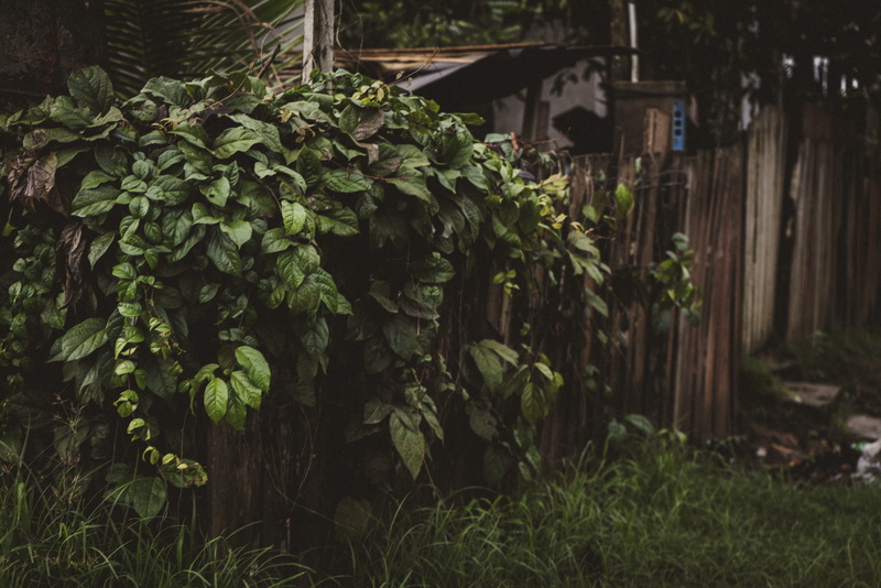 housing, field, growth, vegetation, garden, outdoors, porch, plant part, plant, arbour, focus on foreground, leaves, built structure, pucallpa, healthy eating