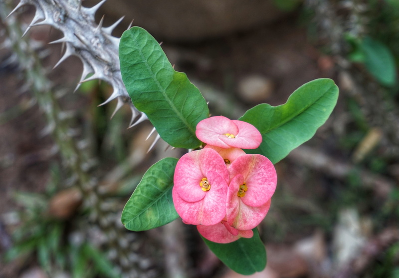 floral, flower head, flowering plant, leaf, flora, pink color, euphorbia milii, flower, red, tropical, beauty in nature, beautiful, no people, 5K, rose