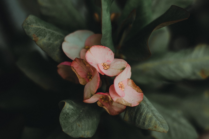 dark green, growth, pink flowers, photography, pink color, outdoors, no people, selective focus, vulnerability, bloom, beautiful flowers, botany, flower