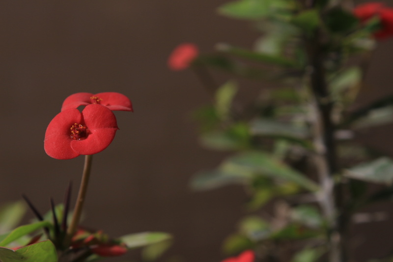 nature, beauty in nature, green, close-up, christ thorn, 5K, focus on foreground, euphorbia shaft, plant, flowering plant, petal, food, red flower, flowers