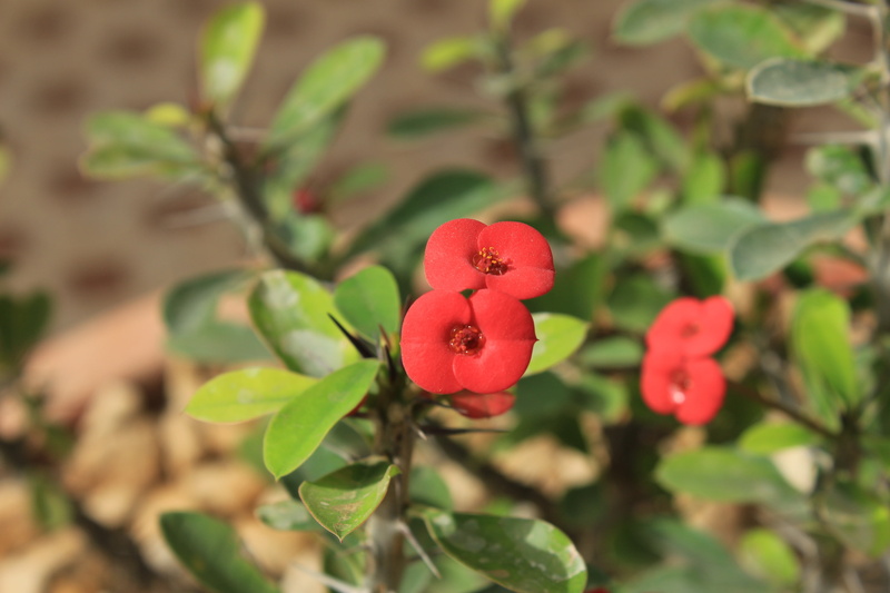 beauty in nature, flower, plant, freshness, growth, outdoors, green color, flowering plant, no people, petal, day, fragility, vulnerability, red, inflorescence