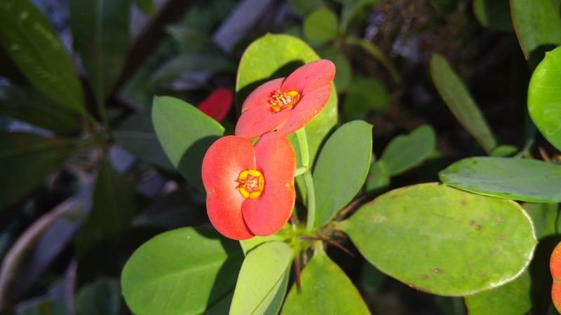 leaf, euphorbia milii, flower head, beauty in nature, 4K, petal, flowering plant, plant part, plant, day, vulnerability, freshness, green color, outdoors