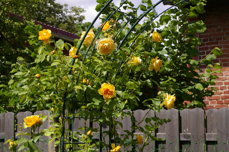 discounts, rank rose, plant part, rose, fragrant roses, flower head, no people, freshness, summer, Romantic, fruit, plant, crown princess margaret, rose flower