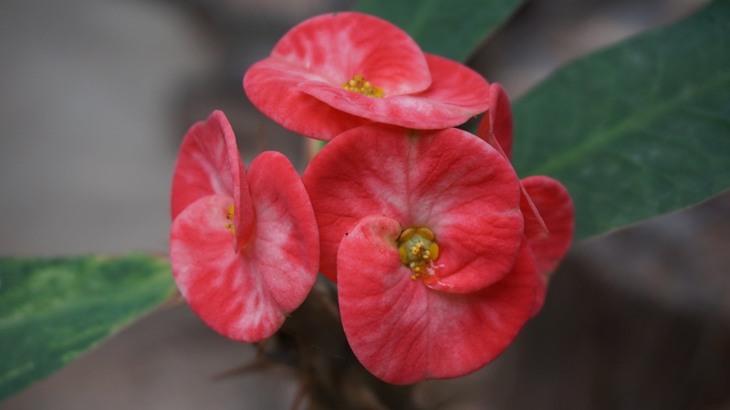 crown of thorns, no people, freshness, pollen, flowers, outdoors, vulnerability, flower, flowering plant, fragility, tropical, flower head, christ thorn