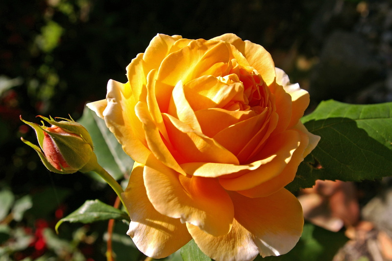 plant, outdoors, beauty In Nature, romantic, no people, 2K, petal, close-up, inflorescence, garden rose, fragility, plant part, leaf, english rose, flower