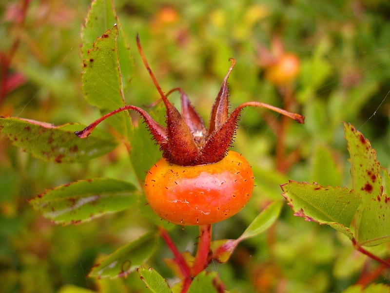 bush, nature, red, freshness, thorns, 720P, photo, food, sepal, plant, oval, growth, selective focus, fruit, food and drink, healthy eating, flower, close-up