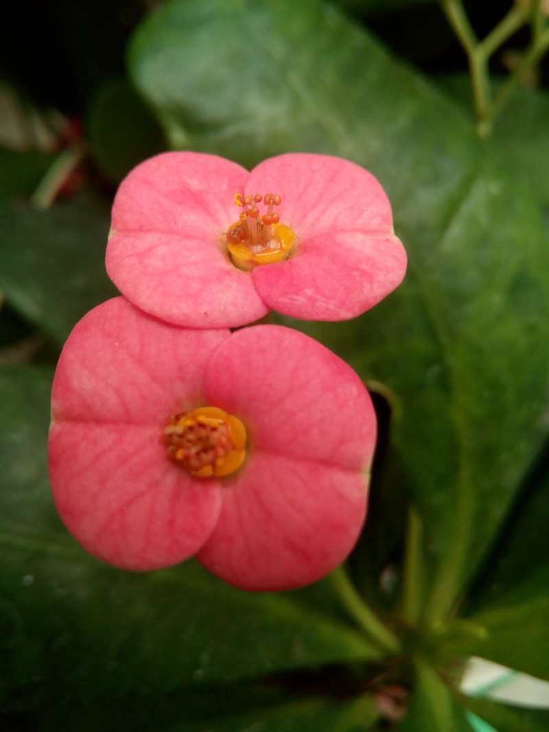 petal, christ crown, plant, flower, flowering plant, growth, beauty in nature, euphorbia milii, inflorescence, leaf, fragility, pollen, close-up, medellin
