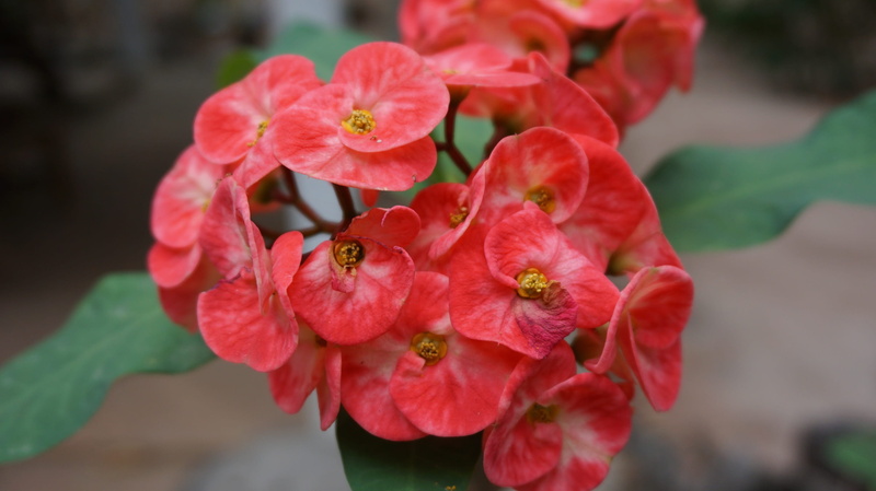 invertebrate, 2K, tropical, flower, one animal, petal, springtime, animal wildlife, animals in the wild, pollination, pink, crown of thorns, no people
