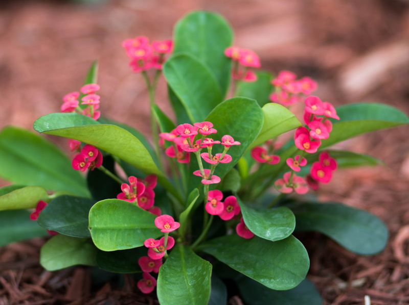 flower head, beauty in nature, pink color, plants, fragility, nature, no people, crown of thorns, plant, day, 5K, plant part, petal, vulnerability, freshness
