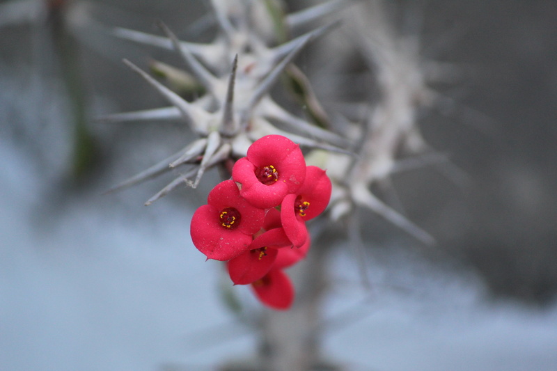 milii, selective, euphorbia splendens, no people, rose hip, beauty in nature, day, selective focus, close-up, berry fruit, bloomed, crown of thorns, twig