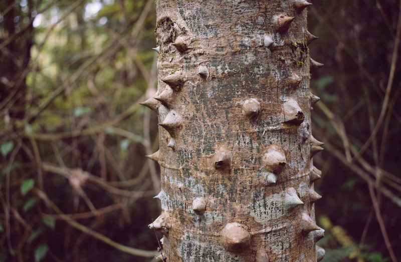 trunk with thorns, shell, textured, natural pattern, close-up, vertical, pattern, beauty in nature, nature, no people, crown, focus on foreground, fungus