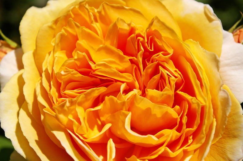 inflorescence, bed of roses, rose - flower, bud, thorns, petal, rank structure, romantic, bed, garden, focus on foreground, rose, 2K, vulnerability, blossom