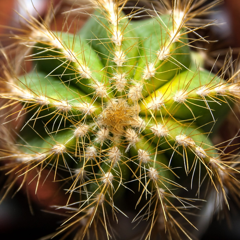 succulent plant, Spur, cactus greenhouse, pointed, beauty in nature, dandelion seed, danger, sting, potted plant, nature, growth, Cactus, communication