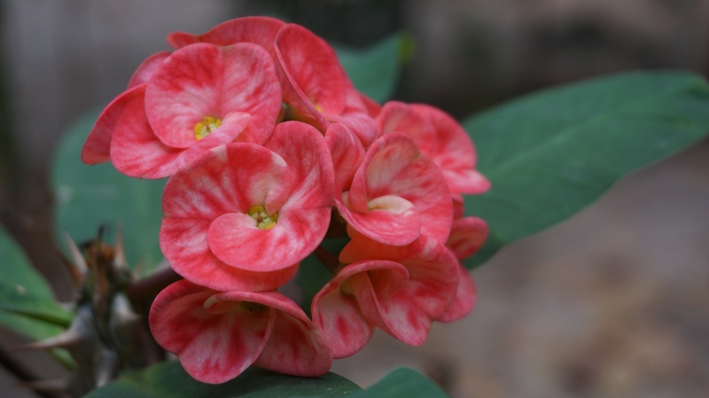 growth, flowering plant, outdoors, focus on foreground, fragility, flower, vulnerability, inflorescence, christ thorn, nature, exotic, eight immortals