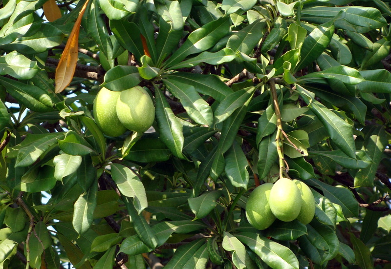 healthy eating, food and drink, food, tanghinia venenifera, organic, growth, apocynaceae, nature, dog-bane, fruit, odollam tree, ripe, plant part, no people