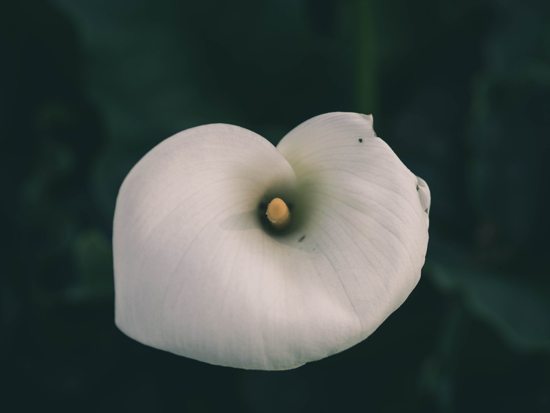 plant, flower head, growth, macro, pollen, day, 4K, flower, vulnerability, up, flowering plant, fragility, closeup, royal monastery of brou, ambiance
