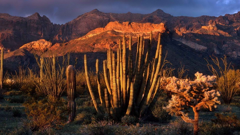 Light, mountains, x, arizona, art, world, national, monuments, pipes, organ, cactus, hd, monument, 1080P, architecture, sunset