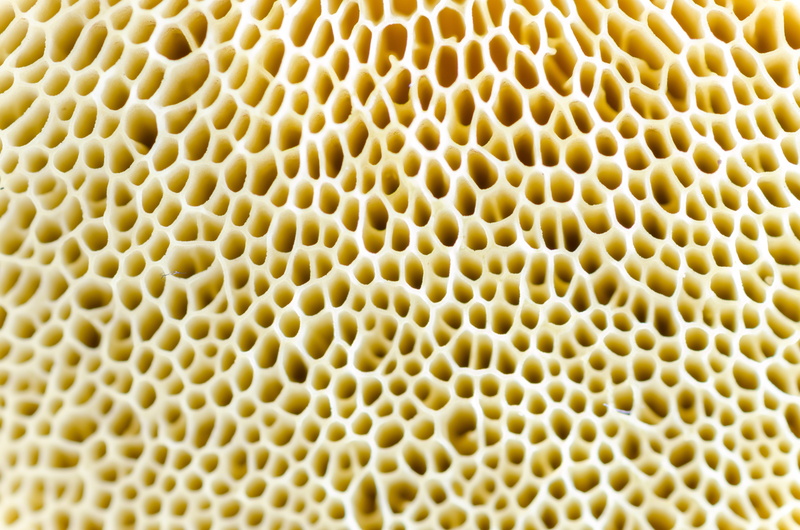 fungi, detail, design, macro, forest, honeycomb, backgrounds, no people, indoors, fungus, brown, shape, color, cooking, textured, background, vegetarian