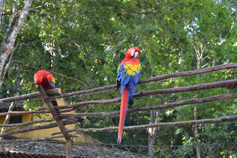 birds, multi colored, copan, perching, vertebrate, copan ruinas, parrot, beauty in nature, animals in the wild, outdoors, plant, two animals, animal wildlife