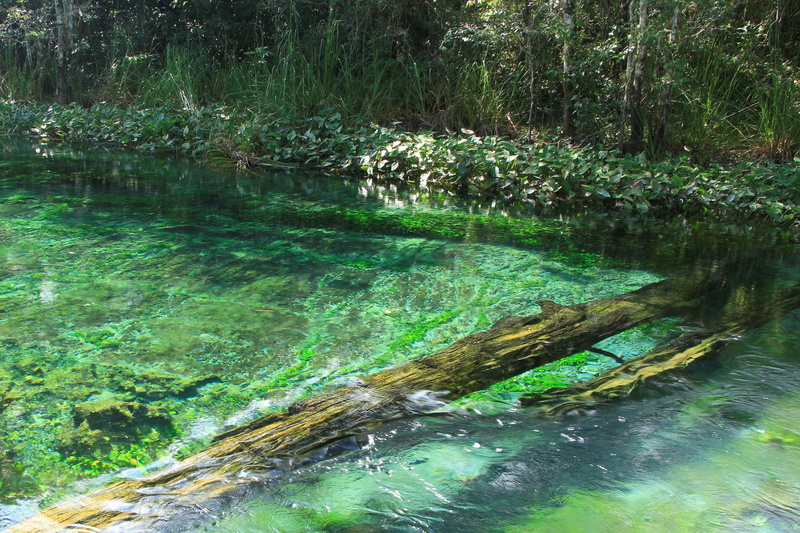 lake, tranquility, no people, water, river, tree, growth, day, current, 4K, spring, outdoors, beauty in nature, plant, tranquil scene, green color, stream - flowing water