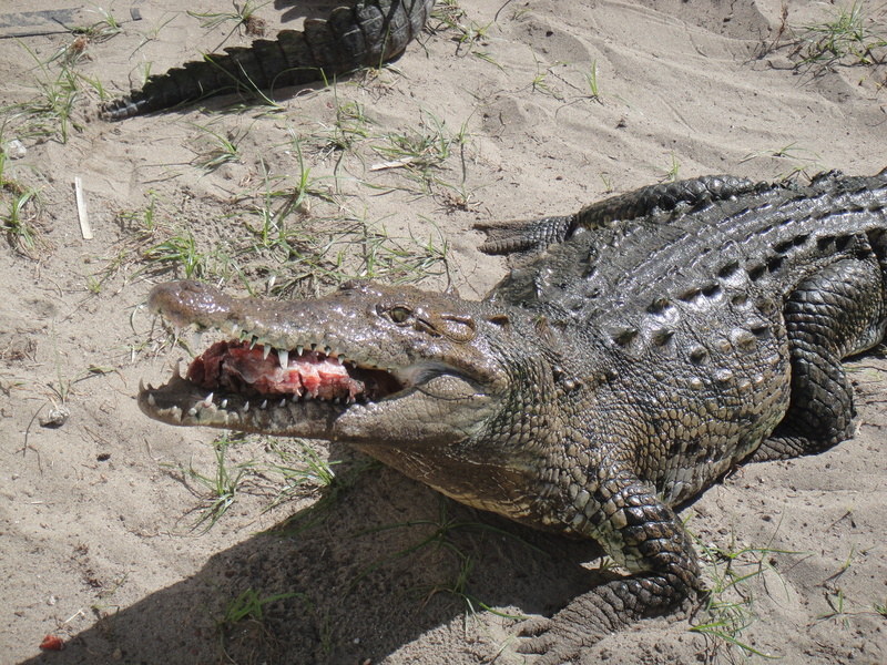 warning sign, sign, water, 4K, communication, animal head, animal wildlife, animals in the wild, chiapas, nature, day, outdoors, animal, feeding, iguana