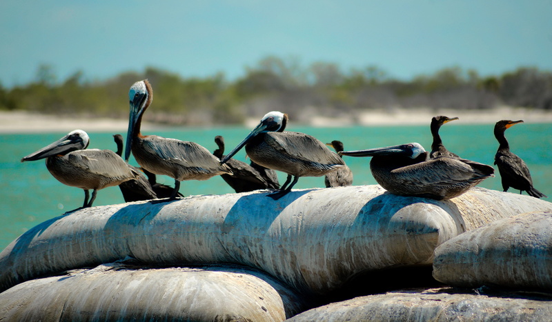 caribbean, day, bird, cancun, flock of birds, animal themes, mexico, group of animals, relax, wings, quintana roo, turquoise, perching, lake, vertebrate