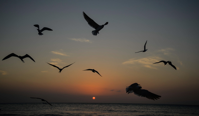 mexico, scenics - nature, living, bird, animals in the wild, nature, animal wildlife, water, birds, 5K, sky, flock of birds, mid-air, caribbean, animals